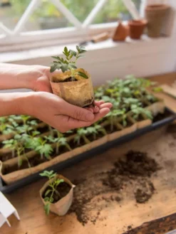 Paper Pots, 50 Cell -Indoor Oasis Supplies 8599830 0507 tif