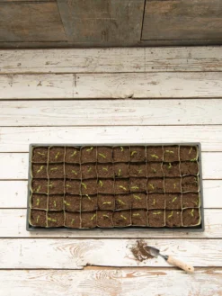 Paper Pots, 50 Cell -Indoor Oasis Supplies 8599830 18489 tif