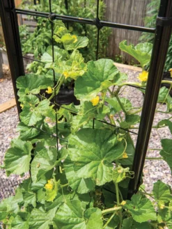 Gardener’s Victory Self-Watering Planter With Vine Trellis 20 Gardener’s Victory Self-Watering Planter With Vine Trellis -Indoor Oasis Supplies 8600176 6853