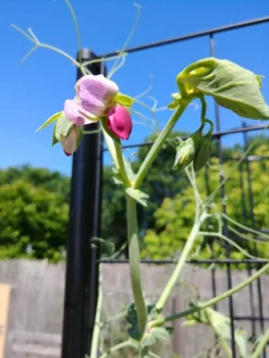 Gardener’s Victory Self-Watering Planter With Vine Trellis 21 Gardener’s Victory Self-Watering Planter With Vine Trellis -Indoor Oasis Supplies 8600177 6588 tif