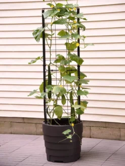 Gardener’s Victory Self-Watering Planter With Vine Trellis 18 Gardener’s Victory Self-Watering Planter With Vine Trellis -Indoor Oasis Supplies 8600177 9876 tif