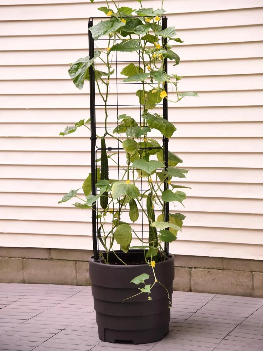 Gardener’s Victory Self-Watering Planter With Vine Trellis 8 Gardener’s Victory Self-Watering Planter With Vine Trellis - Image 8