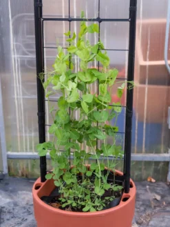 Gardener’s Victory Self-Watering Planter With Vine Trellis 16 Gardener’s Victory Self-Watering Planter With Vine Trellis -Indoor Oasis Supplies 8600178 5000 tif