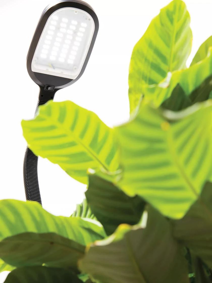 Agrobrite Desktop LED Plant Lamp 2 Agrobrite Desktop LED Plant Lamp - Image 2