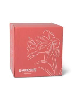 Amaryllis Planting Kit -Indoor Oasis Supplies 8608878 755