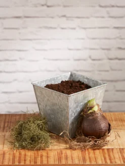 Amaryllis Planting Kit -Indoor Oasis Supplies 8608878 diykit 2021 02