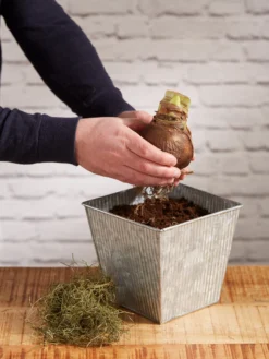 Amaryllis Planting Kit -Indoor Oasis Supplies 8608878 diykit 2021 03