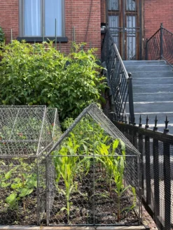 Chicken Wire Crop Coop -Indoor Oasis Supplies 8609080 02CUST tif