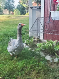 Chicken Wire Crop Coop -Indoor Oasis Supplies 8609080 02IN tif
