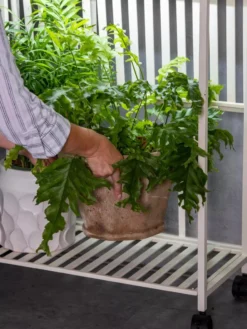 Oslo 2-Tier LED Grow Light Garden, 2 Fixtures -Indoor Oasis Supplies 8609220 4122 tif