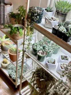 Oslo 2-Tier LED Grow Light Garden, 2 Fixtures -Indoor Oasis Supplies 8609221 02IN tif