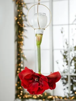 Waxed Amaryllis Brass Hangers, Set Of 3 -Indoor Oasis Supplies 8609252 2020 6014