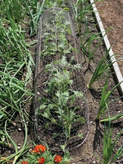 Chicken Wire Row Cloche Expandable Extra Large 3N1 10 Chicken Wire Row Cloche Expandable Extra Large 3N1 -Indoor Oasis Supplies 8609412 5903 tif