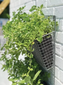 Wire Wall Pockets Vertical Gardens -Indoor Oasis Supplies 8609429 9500 tif