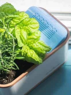 Dewplanter -Indoor Oasis Supplies 8609512 04V