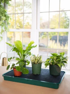 Self-Watering Tray -Indoor Oasis Supplies 8609872 9021 tif