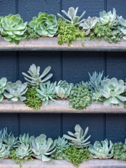 3-Tier Vertical Wall Planter, 3' -Indoor Oasis Supplies 8611013 055 tif