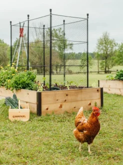 Tall Chicken Wire Critter Fence With Gate -Indoor Oasis Supplies 8611020 316 tif