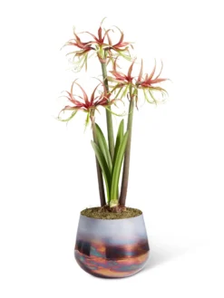 Cybister Potted Amaryllis -Indoor Oasis Supplies 8611120 chico 2021 09
