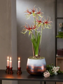 Cybister Potted Amaryllis -Indoor Oasis Supplies 8611120 chico 2021 10