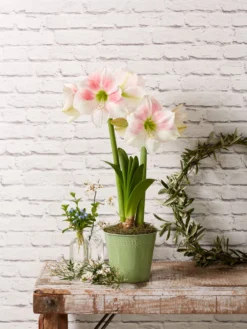 Star Potted Amaryllis -Indoor Oasis Supplies 8611499 2022 rosystar rosy star potted amaryllis