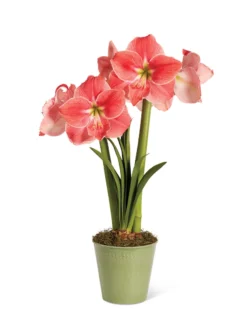 Star Potted Amaryllis -Indoor Oasis Supplies 8611500 2022 sweetstar silo sweet star potted amaryllis