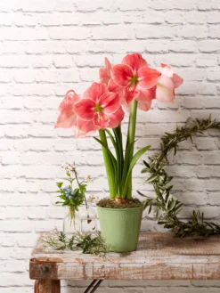 Star Potted Amaryllis -Indoor Oasis Supplies 8611500 2022 sweetstar sweet star potted amaryllis