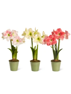 Star Potted Amaryllis -Indoor Oasis Supplies 8611508 2022 starpotted silo