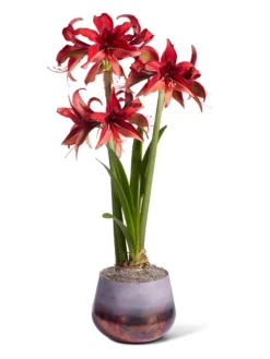 Cybister Potted Amaryllis -Indoor Oasis Supplies 8612501 bogota silo 2022