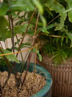 Brass Plated Grow Throughs, Set Of 2 -Indoor Oasis Supplies 8612661 0043