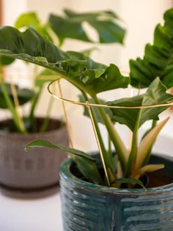 Brass Plated Grow Throughs, Set Of 2 -Indoor Oasis Supplies 8612662 0047 brass plated grow throughs set of 2