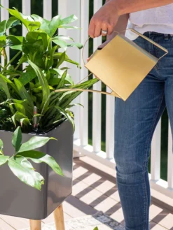 Precision Brass Watering Can 7 Precision Brass Watering Can -Indoor Oasis Supplies 8612691 0011 1