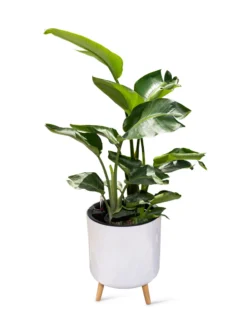 Ava Self-Watering Round Planter 10 Ava Self-Watering Round Planter -Indoor Oasis Supplies 8612692 0002