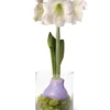Easy Care Spring Waxed Amaryllis In Vase