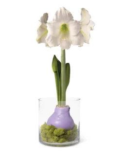 Easy Care Spring Waxed Amaryllis In Vase
