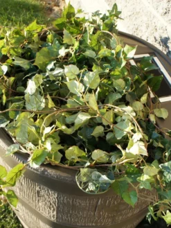 Round Rain Barrel With Planter, 35 Gallons 10 Round Rain Barrel With Planter, 35 Gallons -Indoor Oasis Supplies 8612856WALNT 03V tif