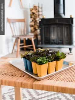 Gardener's Best® XL 6-Cell Planting Tray, Set Of 4 -Indoor Oasis Supplies 8613031 01IN cdt