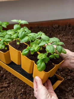 Gardener's Best® XL 6-Cell Planting Tray, Set Of 4 -Indoor Oasis Supplies 8613031 6300