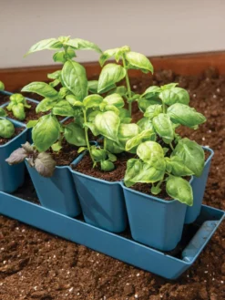 Gardener's Best® XL 6-Cell Planting Tray, Set Of 4 -Indoor Oasis Supplies 8613031 6302