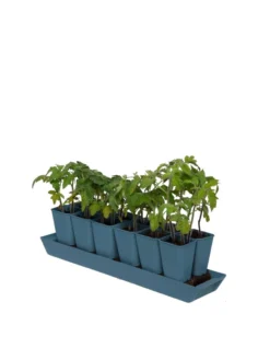 Gardener's Best® XL Seed Starting Kit -Indoor Oasis Supplies 8613066 0029