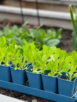 Gardener's Best® XL Seed Starting Kit -Indoor Oasis Supplies 8613066 01TEST