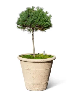 Self-Watering LavaStone® Anson Pot -Indoor Oasis Supplies 8613256 0138