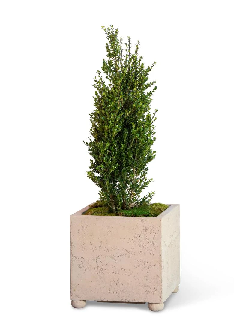 Self-Watering LavaStone® Modern Square 2 Self-Watering LavaStone® Modern Square - Image 2