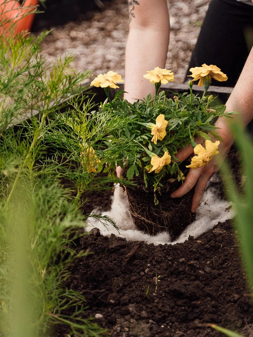 Indoor Oasis Supplies 31 Indoor Oasis Supplies -Indoor Oasis Supplies 8613263 12v 1