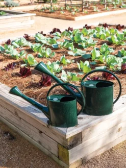 Long Reach Watering Can, Large -Indoor Oasis Supplies 8613346 0148