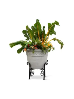 Covington Adjustable Plant Stands 18 Covington Adjustable Plant Stands -Indoor Oasis Supplies 8613347 0119