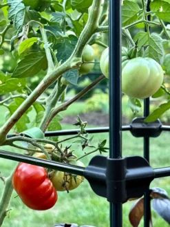 Oasis Self-Watering Tomato Planter With Trellis -Indoor Oasis Supplies 8613440 01TEST