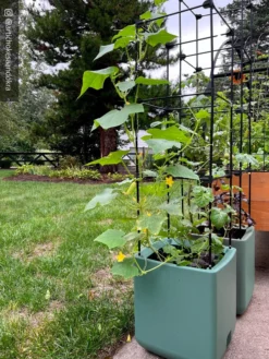 Oasis Self-Watering Tomato Planter With Trellis -Indoor Oasis Supplies 8613440 02TEST