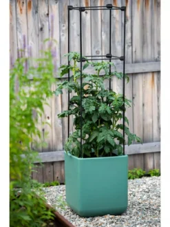 Oasis Self-Watering Tomato Planter With Trellis -Indoor Oasis Supplies 8613440 0373 3 4