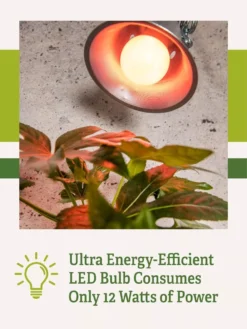 Miracle LED® Absolute Daylight™ Max Flowering Grow Light Bulb -Indoor Oasis Supplies Miracle Daylight Bulb 2